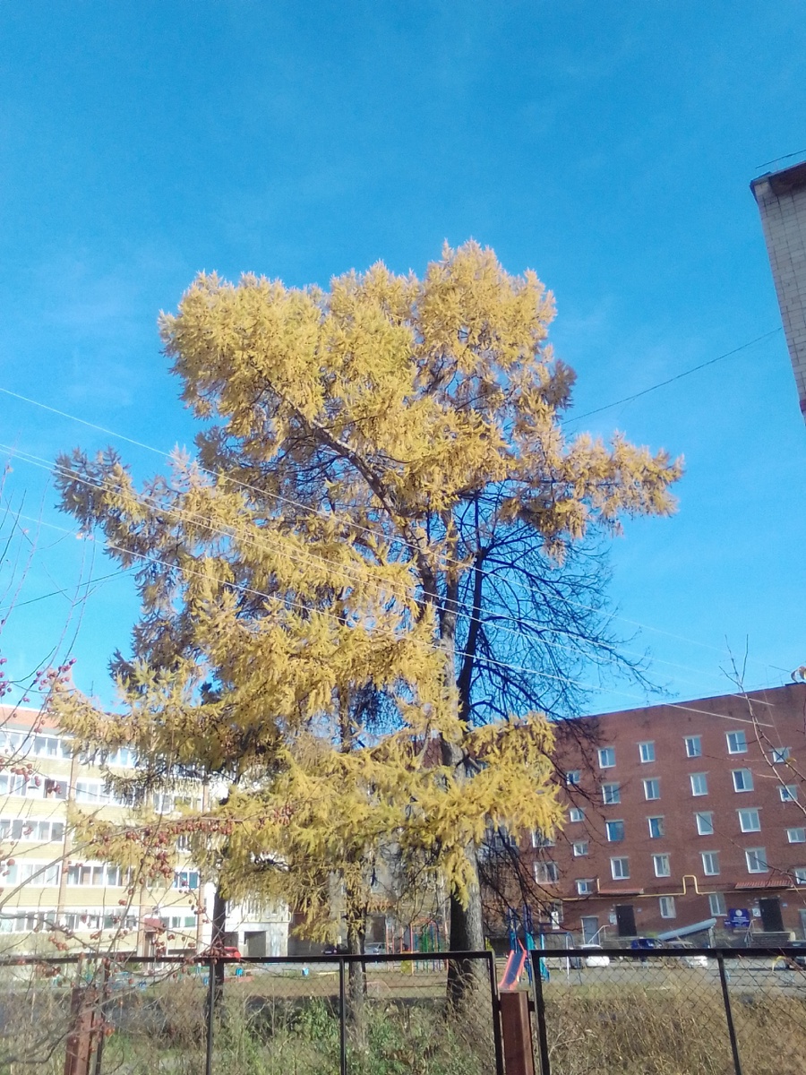 Это сосна?!?!?!