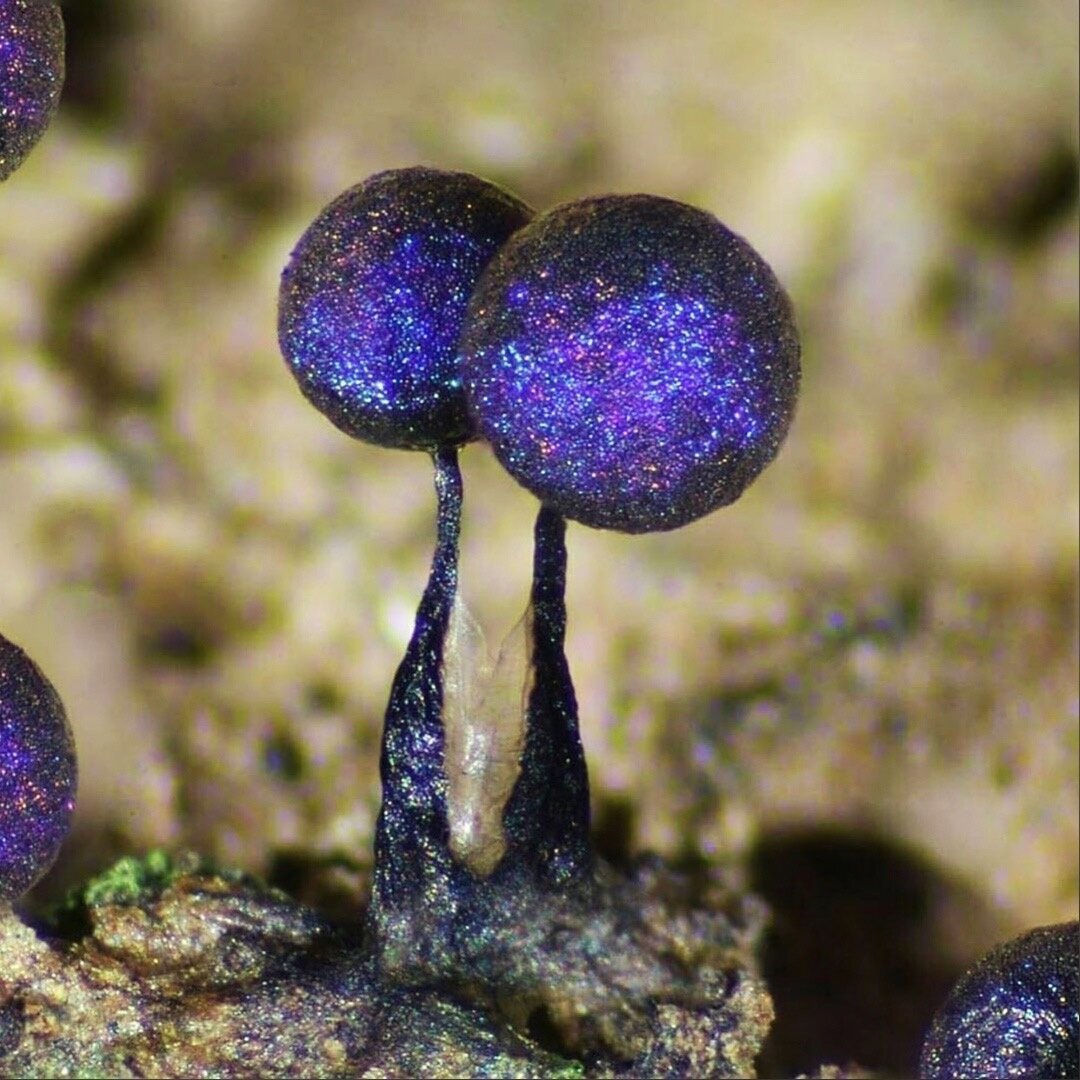 Lamproderma muscorum
