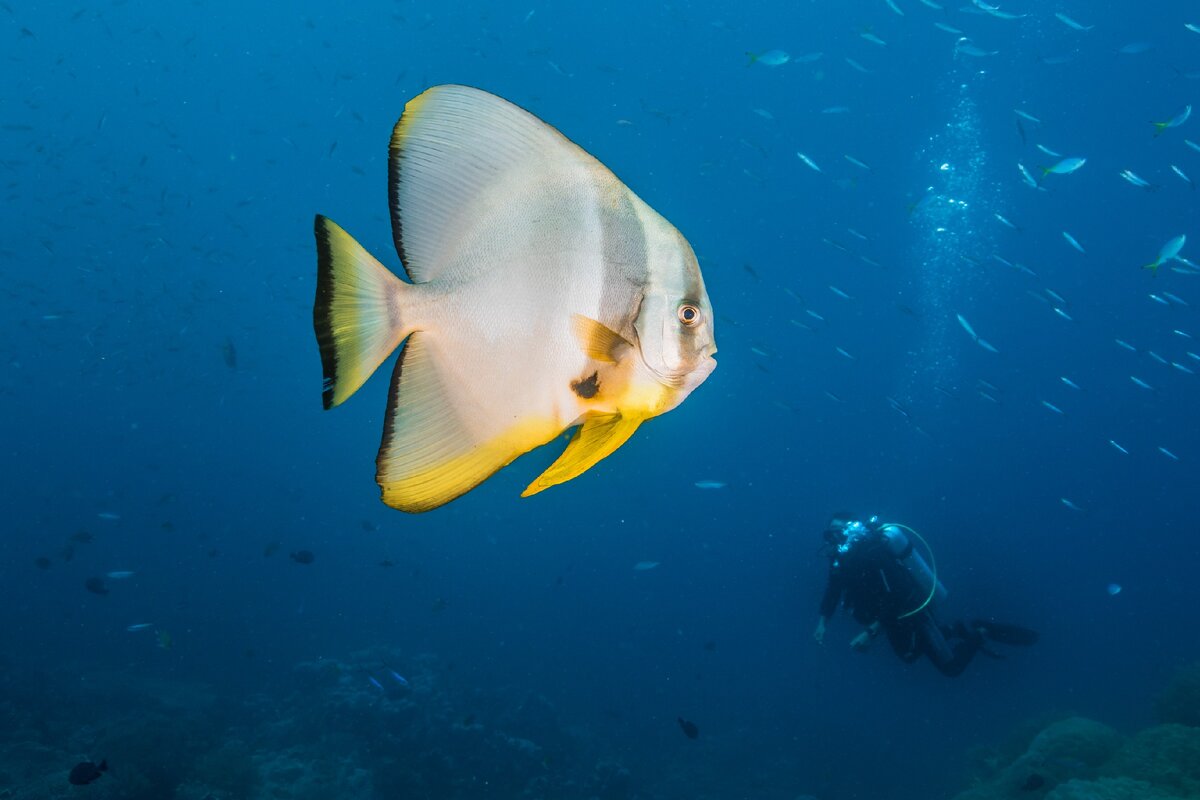 Поймать большую рыбину во сне предвещает материальный рост.