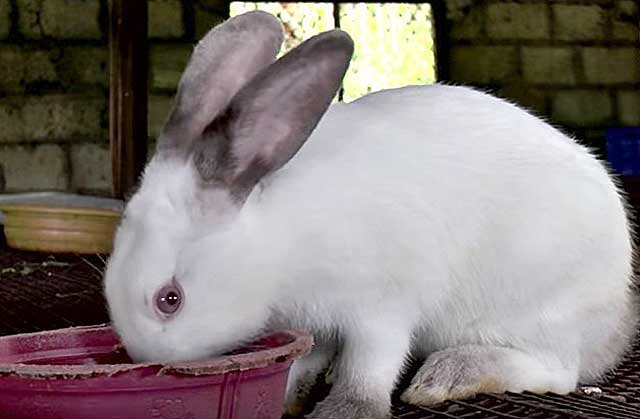 Лечение вздутия живота у кроликов