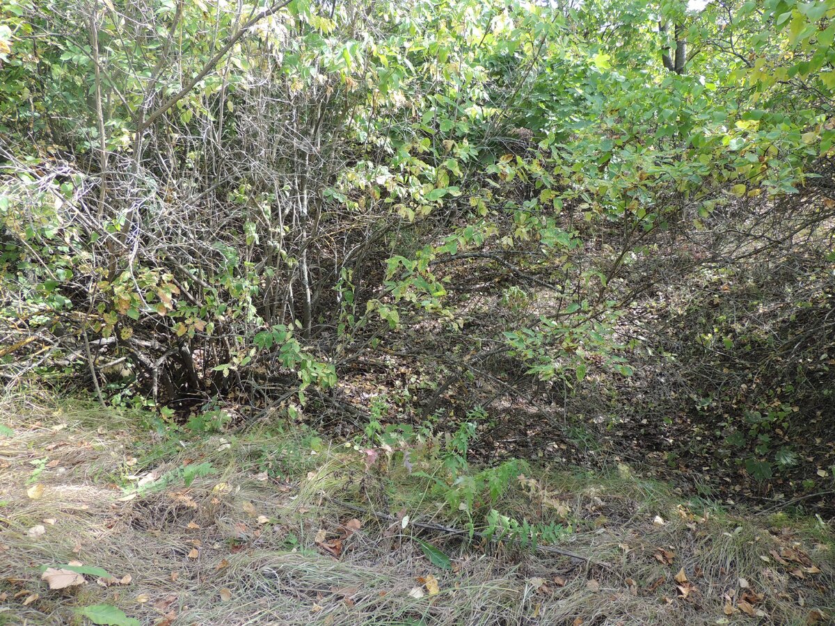 Среди зарослей угадываются остатки щебня, из которого был сделан фундамент дома.