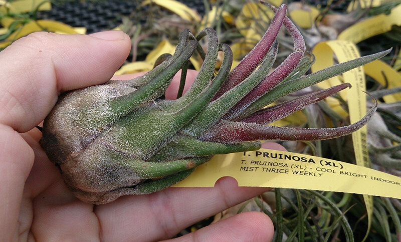 Тилландсия «Pruinosa»