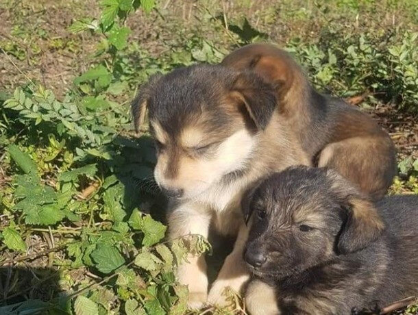 В одном из районов Кишинева (сектор называется Ботаника), там где находятся производственные базы, заживо пытались похоронить щенков. 