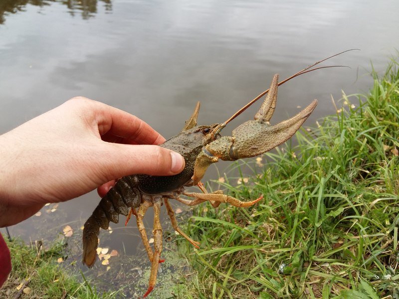 Рак, обнаруженный в ловушке
