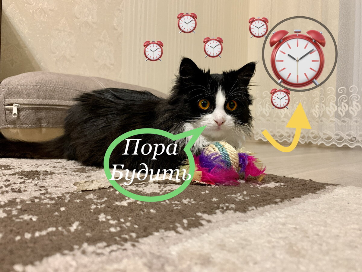 Живой будильник. Никогда не подведёт