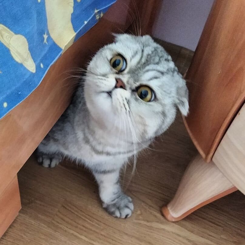 забавные истории про животных. смешные истории с животными из реальной жизни. истории про животных из реальной жизни фото. веселые истории о животных. прикольные животные с надписями.