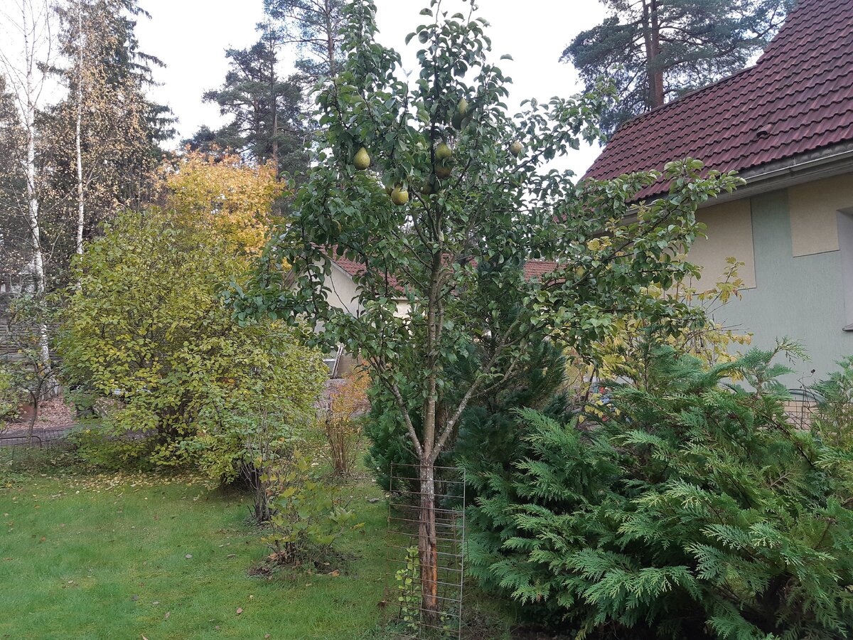 Посадить дерево лучше весной