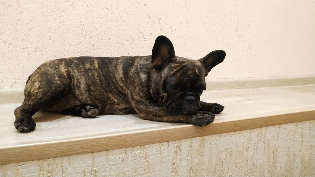 Вот мой француз.