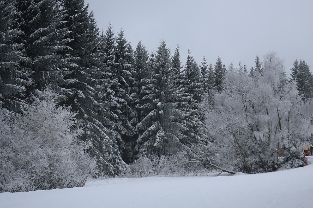 Зимний лес, фото https://pixabay.com/ru/