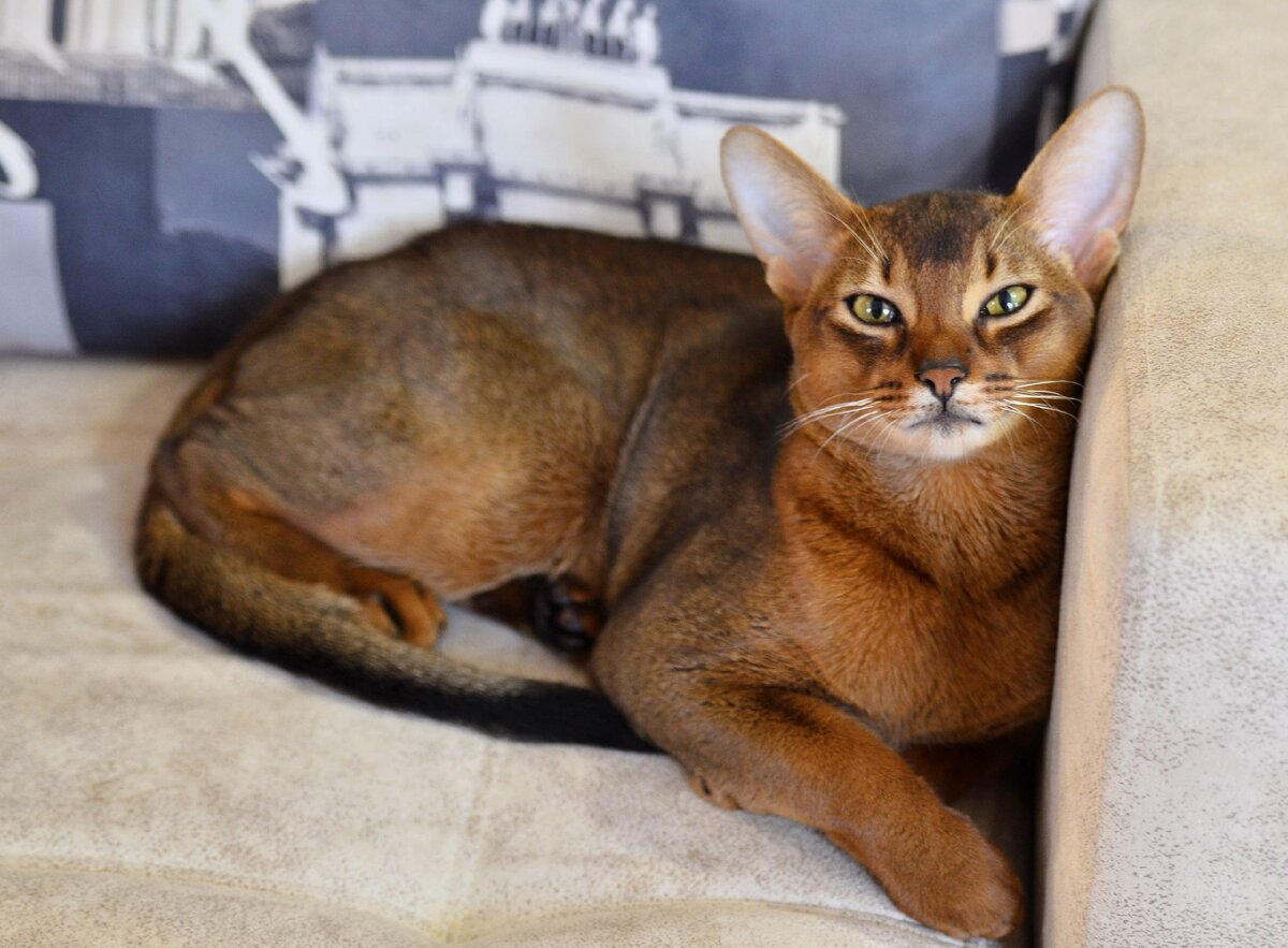 Абиссинская кошка