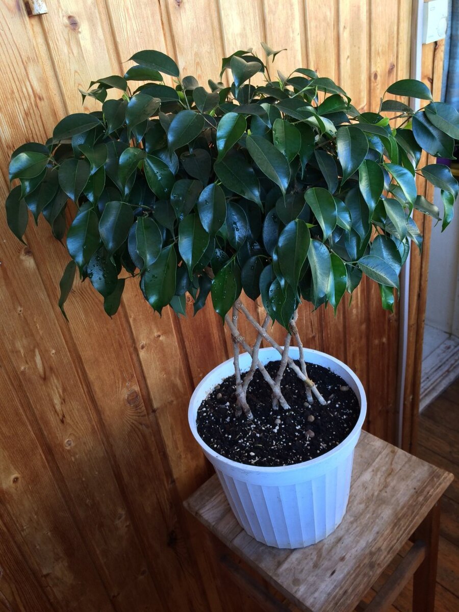 Моя решетка