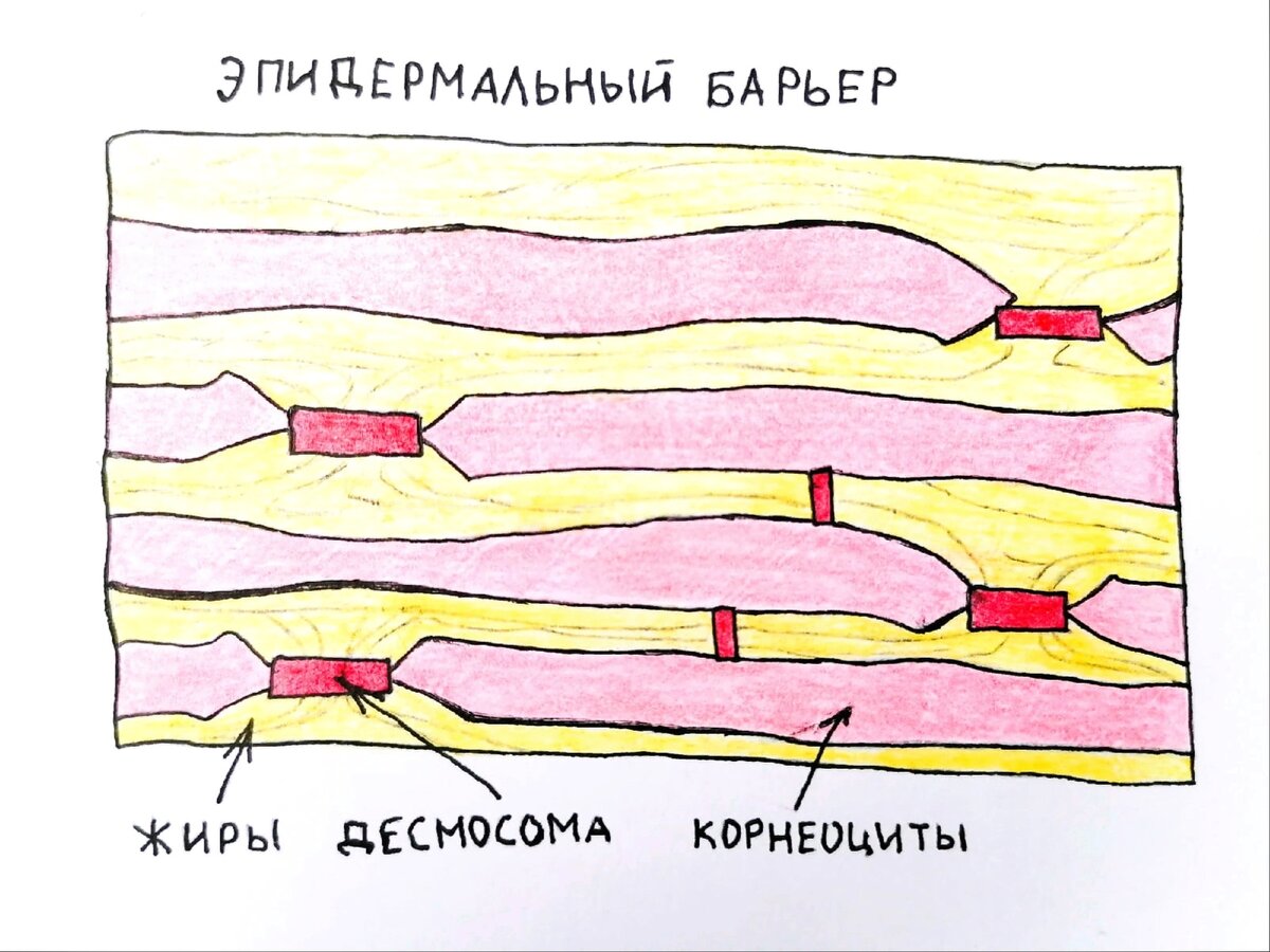 Эпидермальный барьер
