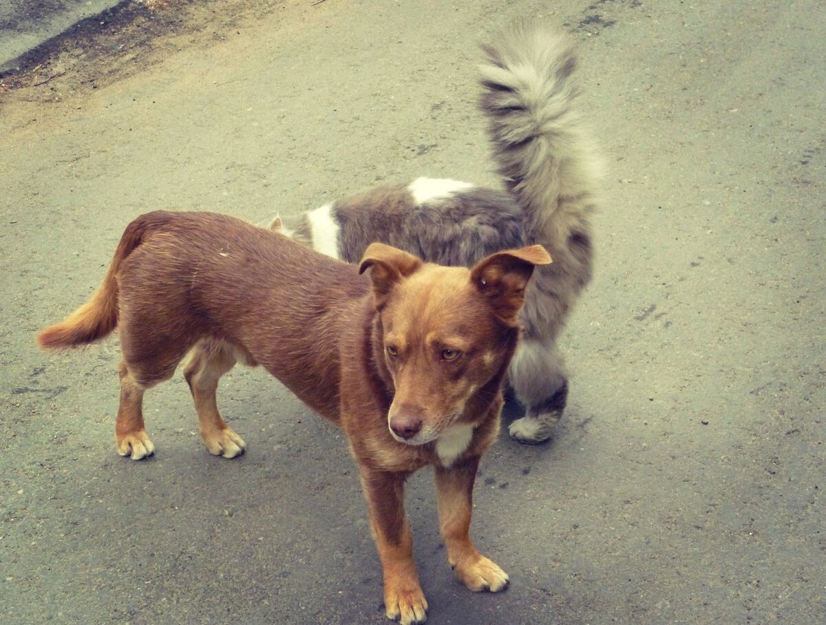 Животным нужен дом. Фото автора