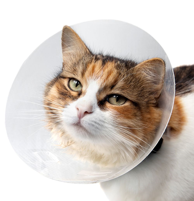 Защитный воротник помешает кошке вылизывать рану.