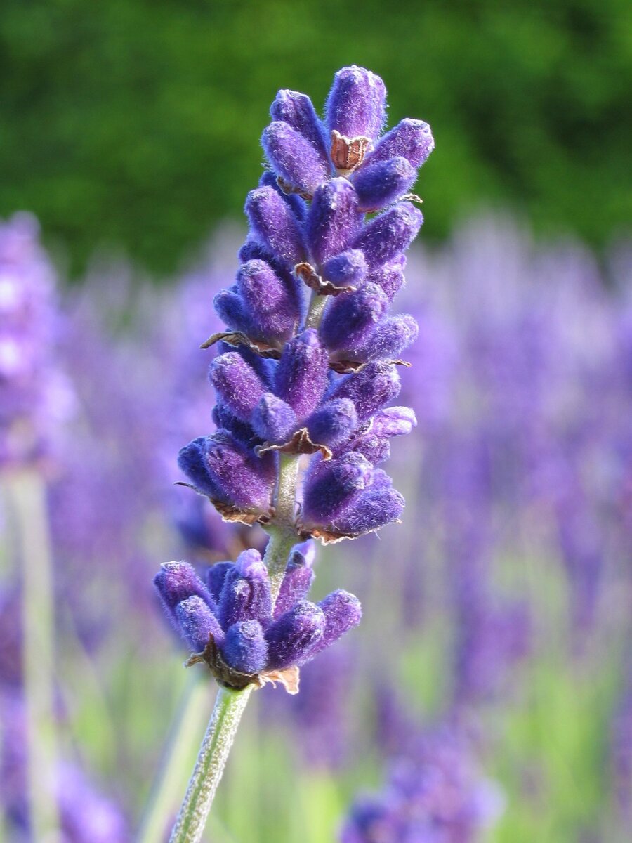 Лаванда (Lavandula)