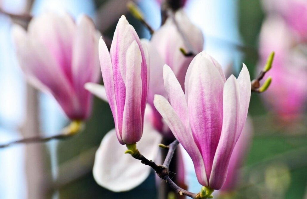 Цветы Магнолии