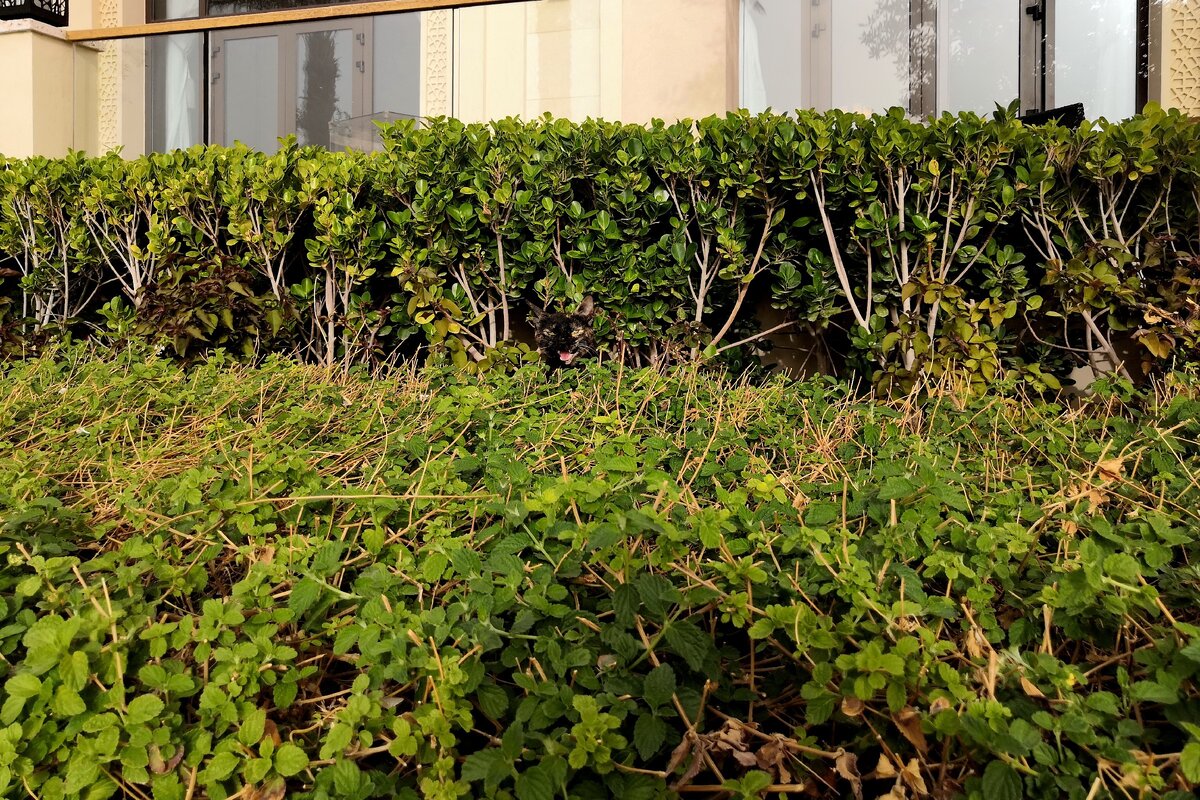 Если не нашли кота одного из лучших отелей Акабы, смотрите второе фото в галерее. Если нашли, тоже можно))