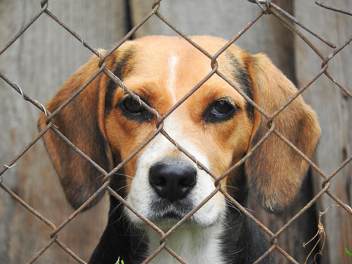 Cage for beagle best sale