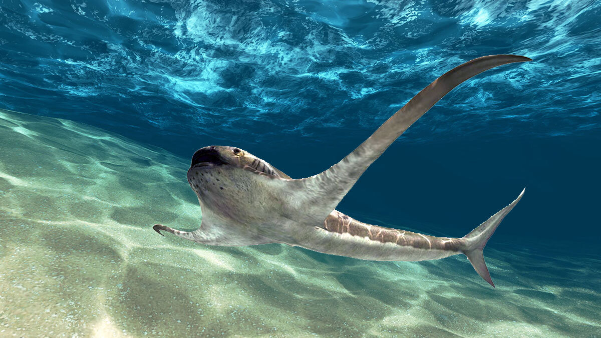 Акула с плавниками похожие на крылья ( Aquilolamna milarcae )