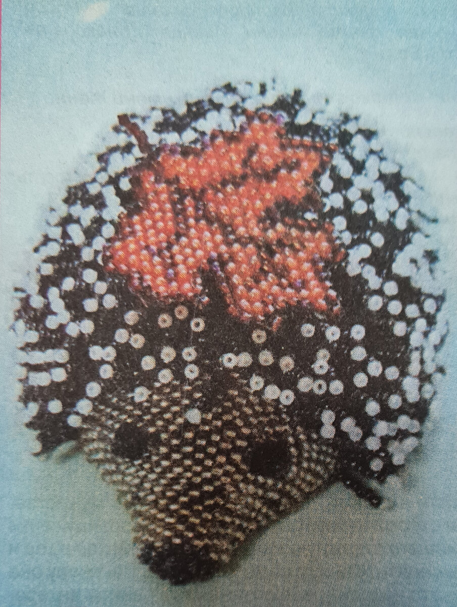 модель ежик