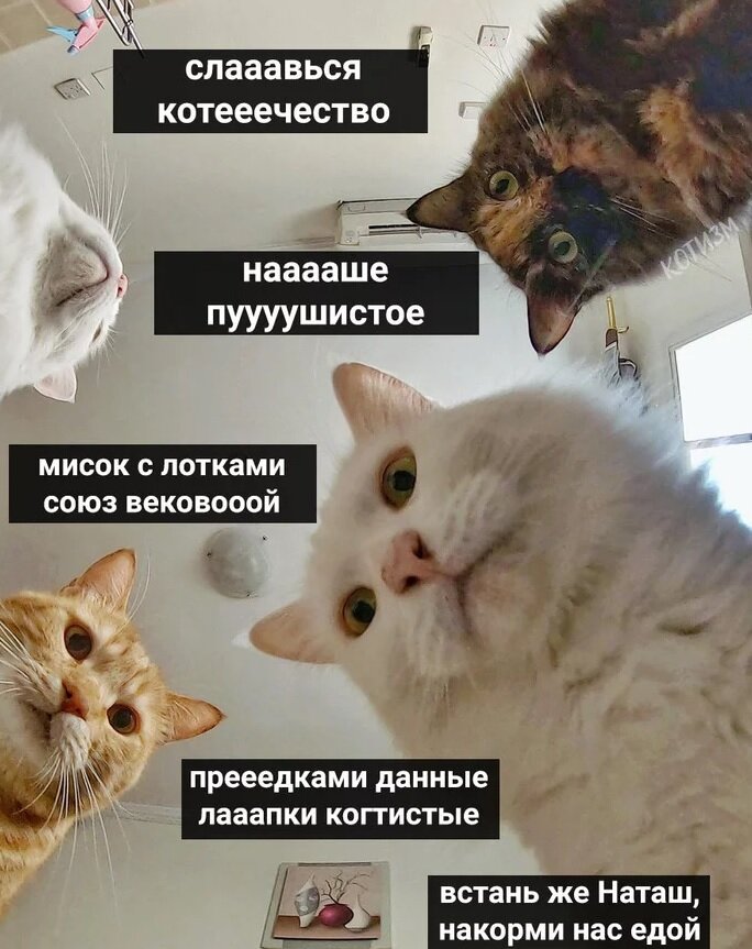 Фото коты и наташа