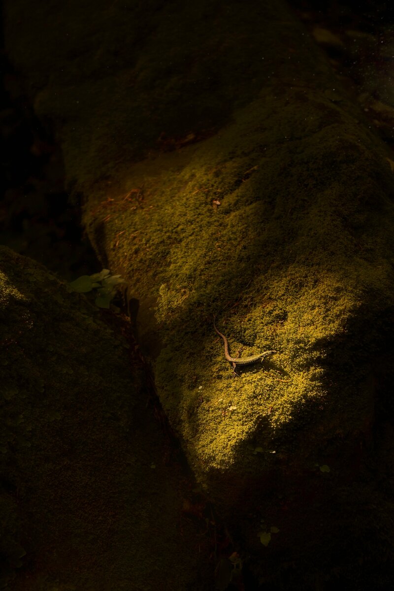 Ящерка в световом окошке