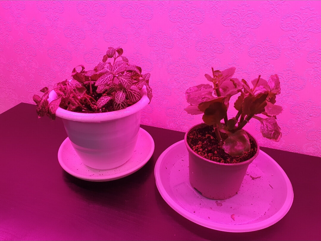 Розовая лампа для растений для чего