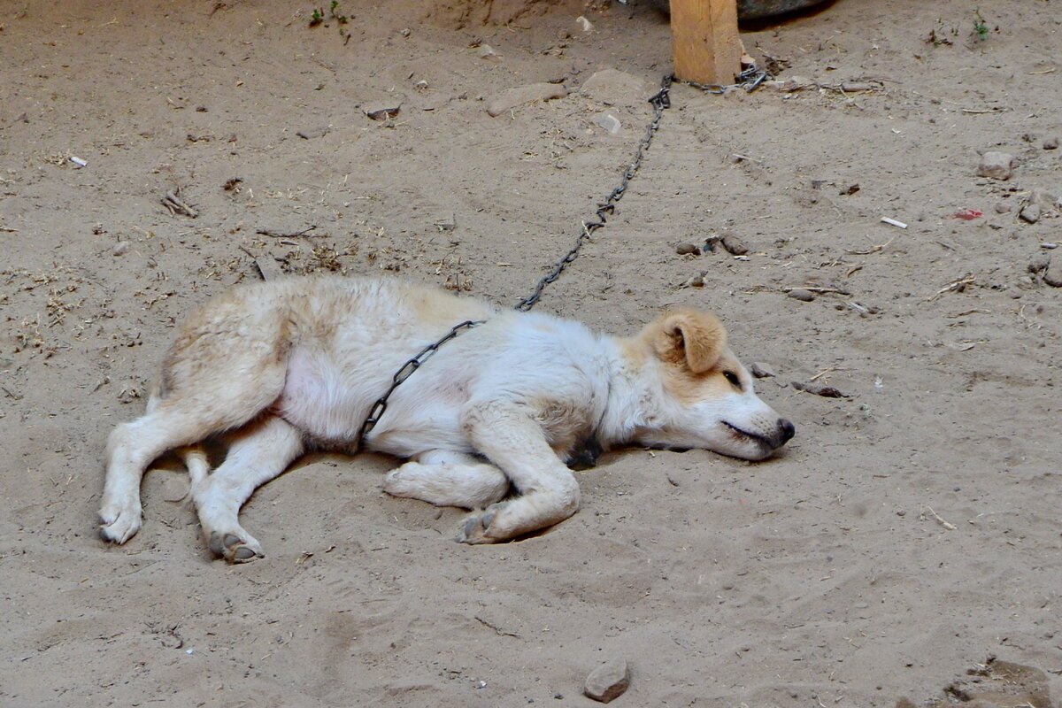 Собаки в Иордании 