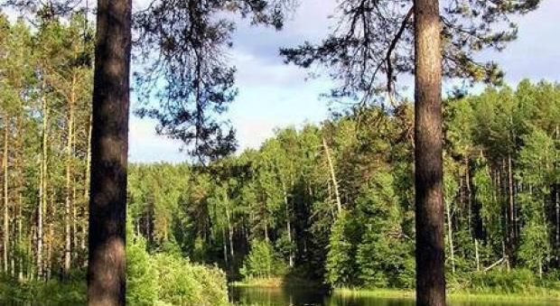 лес Лариска