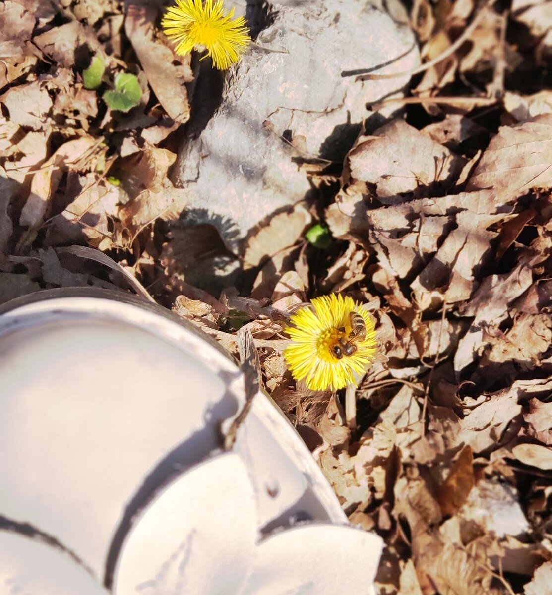 Тот случай, когда насекомые интереснее людей :)