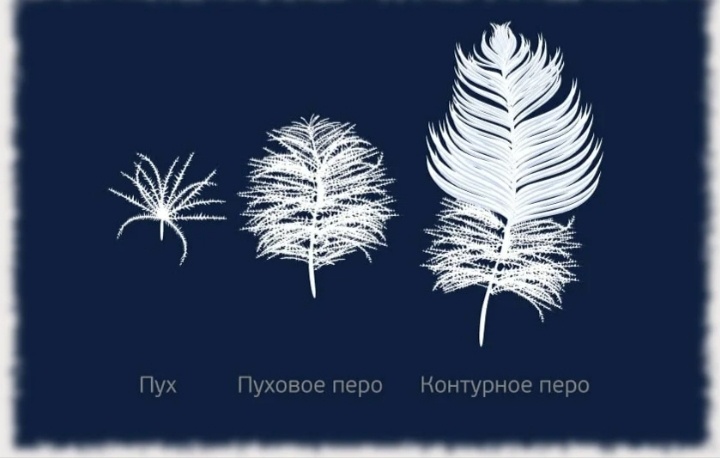 Пух птиц