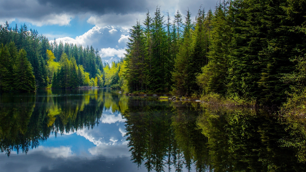 Яндекс картинки 