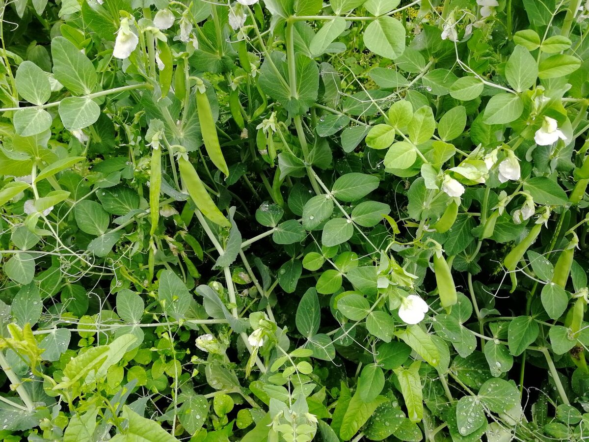 Подготовьте почву перед посадкой