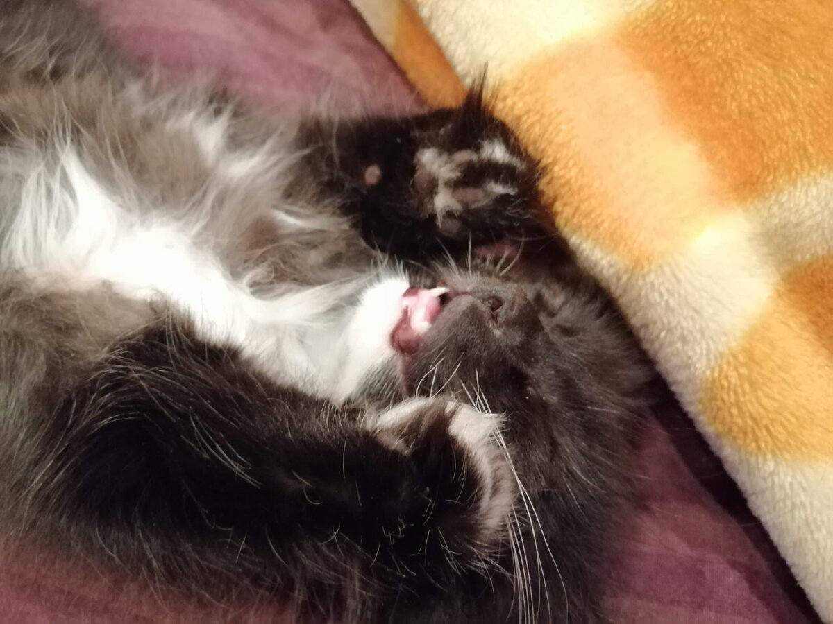 Вытащила свой палец из пасти страшного зверя. 