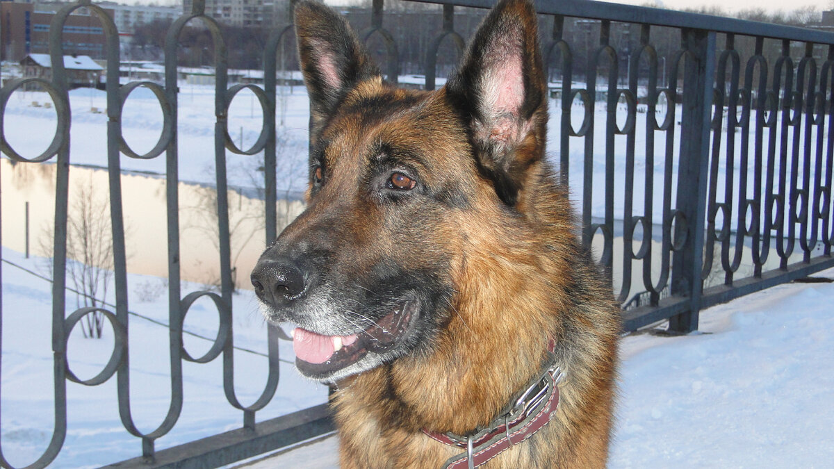 Гуляем с Эрихом (бывший Дик), зима 2018-2019. Фото автора. 