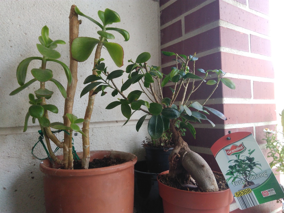 Два бонсая, наш и магазинный