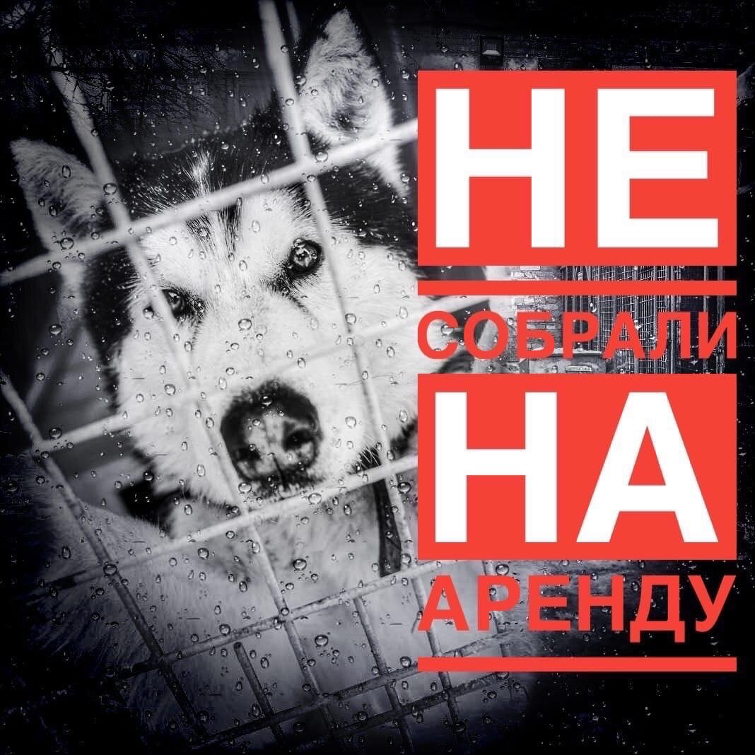 Приют Омские хвостики