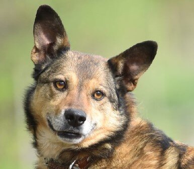 Дана живет в приюте всю свою жизнь. Ее пристраивали и возвращали, а ведь у нее чудесный характер.  Не охранник, а друг и компаньон.