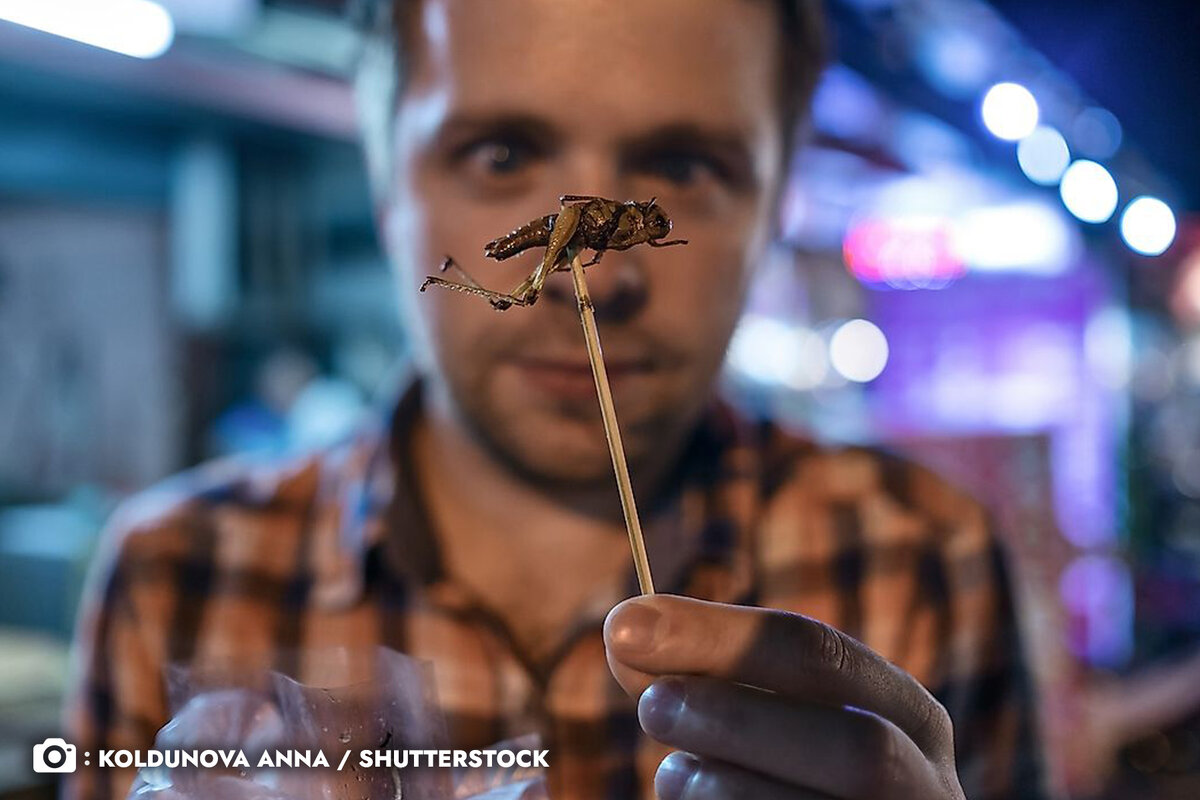 Стали бы вы есть жаренного кузнечика, зная о всех его полезных свойствах?