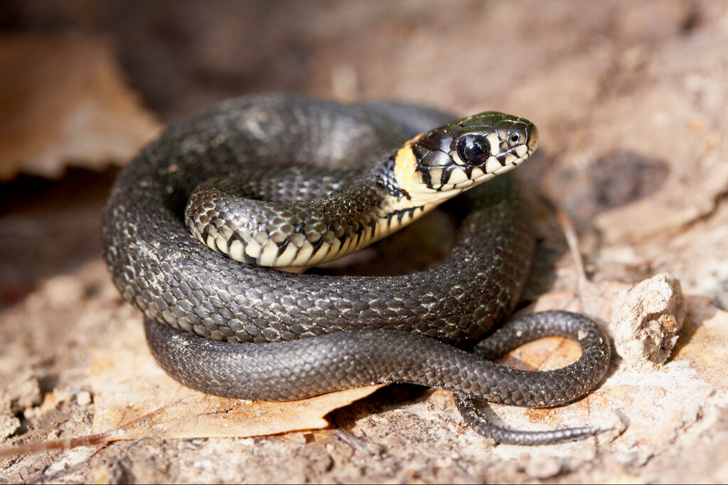 Травяная змея. Гадюка полоз уж. Информация про ужа. К кому относится уж. К кому относится уж.