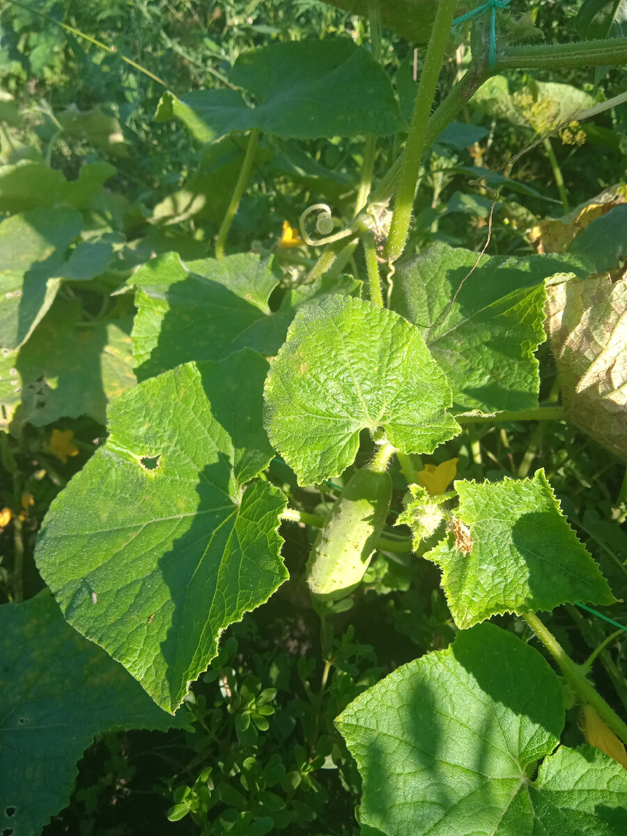 Это был предпоследний огурец в этом урожае)