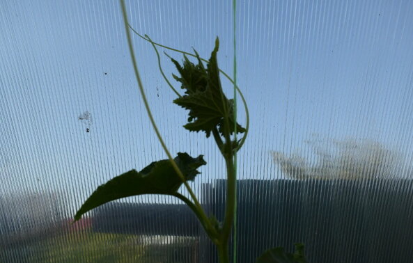 Плеть огурца достигла верха теплицы