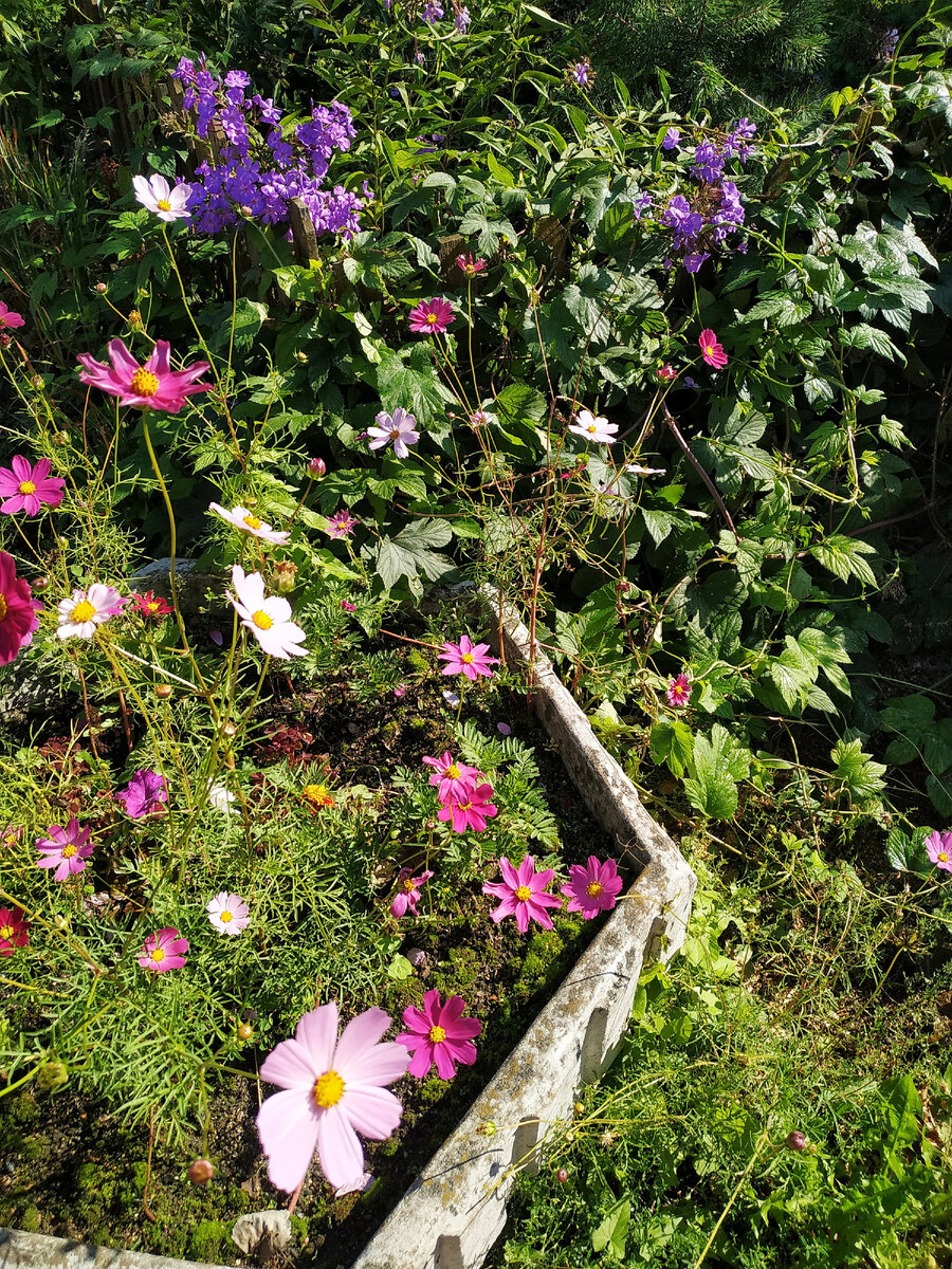 Космея - название тех самых необычных ромашек.