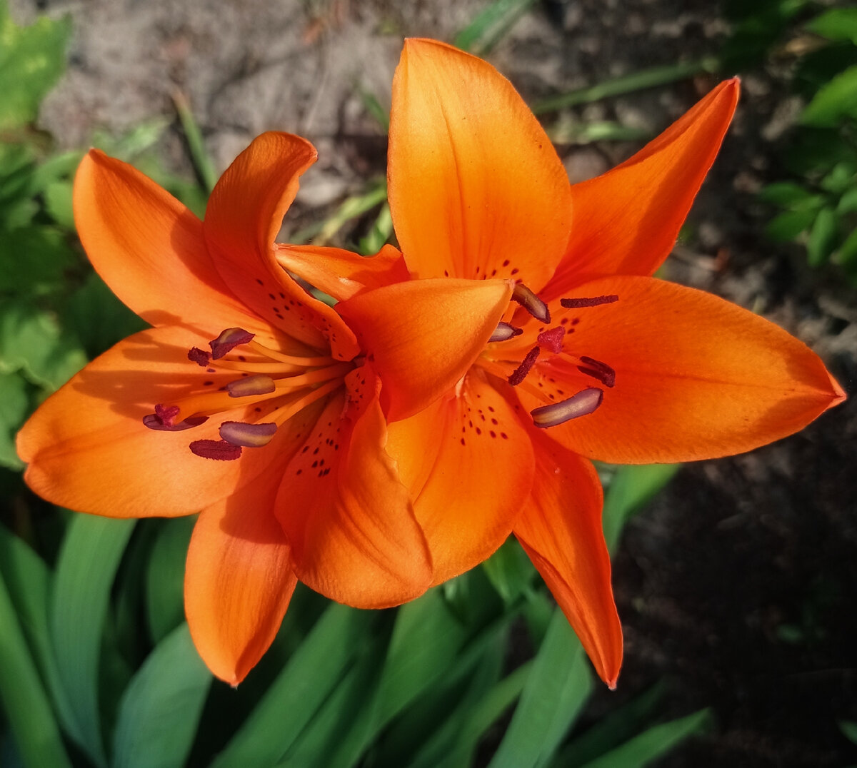 Мои лилии. Фото из личного архива.