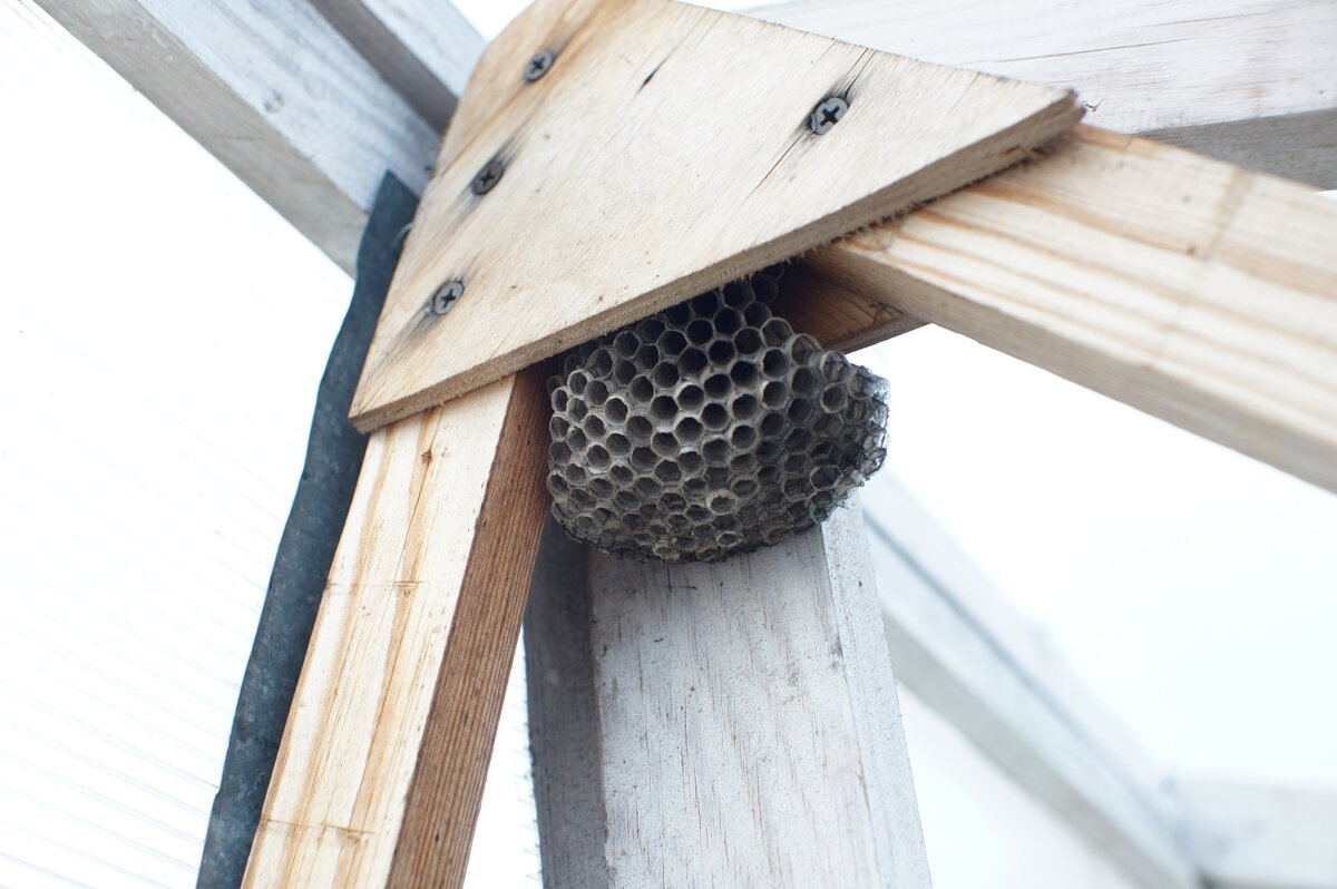 Осиное гнездо. Фото автора