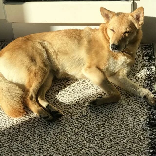 Наши питомцы. Листайте галерею. Своих фото, к сожалению, нет, так как фотоаппарат в то время был далеко не у всех, но память хорошая. Искала максимально близкие варианты.