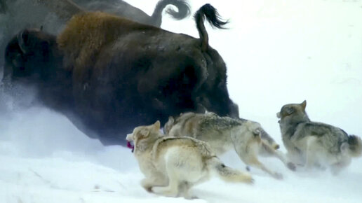 Макензийский Равнинный волк. Канадский волк. Битва крупных Волков между собой. Волк гроза.