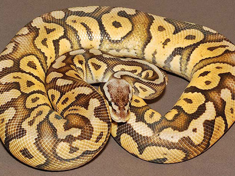 Королевский питон