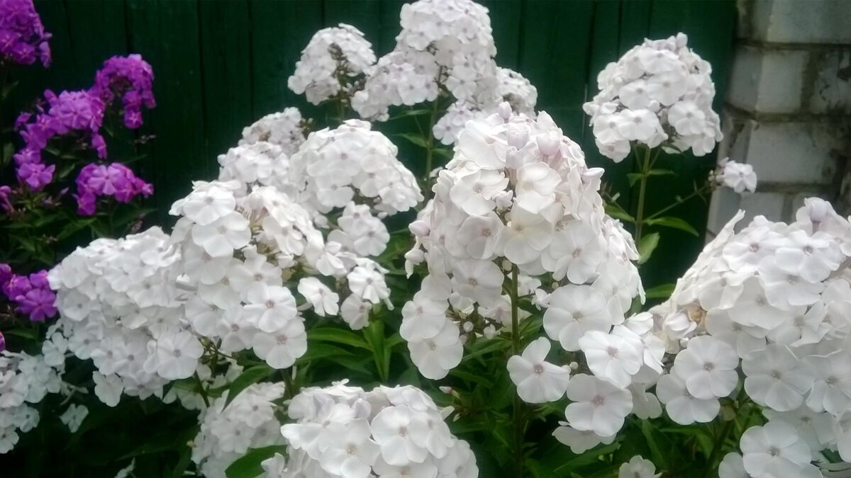 Мамины флоксы.