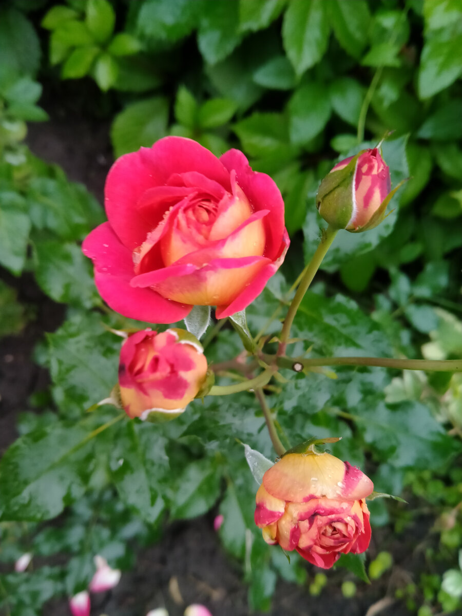 Моя роза "Братья Гримм". Редкая красотка!